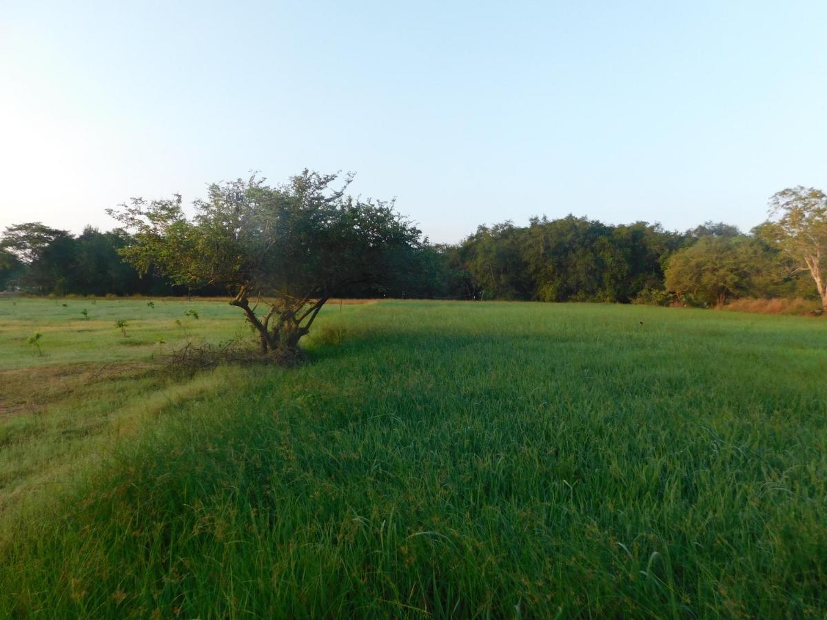 Kayjay Wild Wilpattu Hotel Buitenkant foto