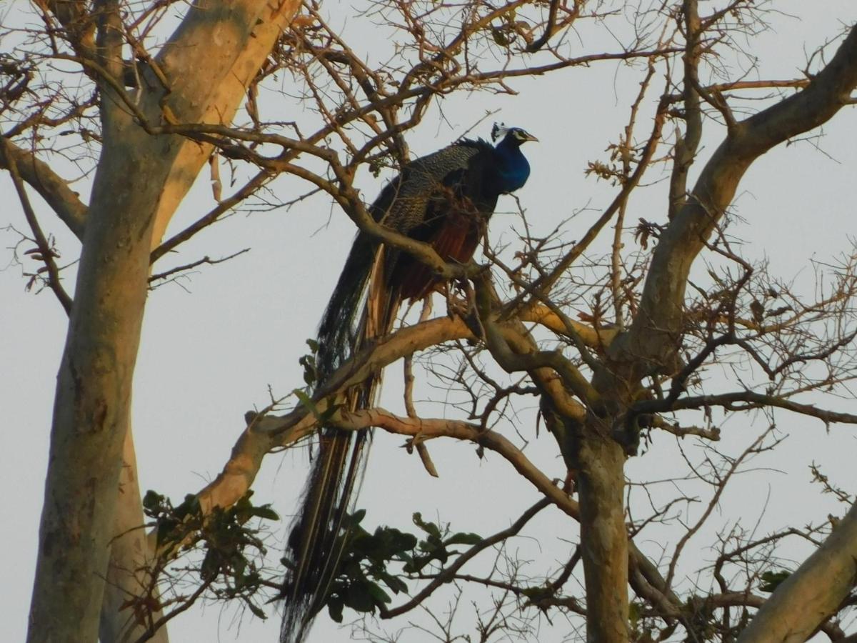 Kayjay Wild Wilpattu Hotel Buitenkant foto